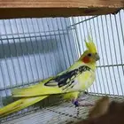 كروان منتج لي البيع الذكر متكلم