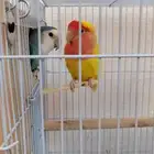 زوج روز منتج