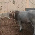 أبقار للبيع