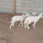 دواغير حريات العدد 3