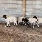 دواغير نعيم العدد 5 كلها رخال