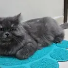 قطه انثى للتبني