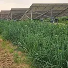 طاقة شمسية زراعية و اون غريد