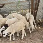 خرفان ( فران )