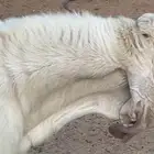 تيس هولندي ابيض ابرص