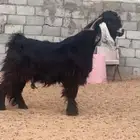 تيس عارضي