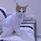 قط ذكر للتبني