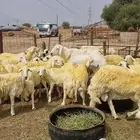 غنم العدد 75 راس