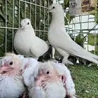 جوز تركي ابيض مع انتاج