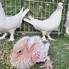ايراني بيور مع انتاجه