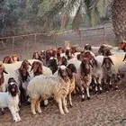 مراح غنم نعيم للبيع في حائل - الشملي عدد 42