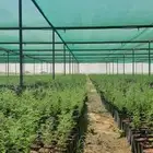 شتلات للبيع متنوعة زينة وبرية