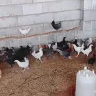 دجاج فيومي عمره شهرين تقريبا أخذ التحصينات
