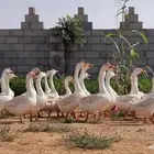 للبيع وز بلغاري بيور عيون زرقاء اول إنتاج لهم