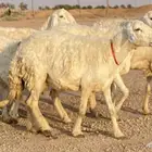 حريات ولد صنف منوة ألقاني(تم البيع)