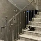 قطة للتبني