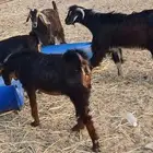 جفار حوا جذعات مع التيس جذع للبيع