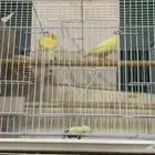 Beautiful canary couple for sale