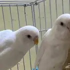 جوز بادجي البينو منتج من النوادر