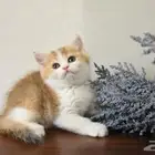 كتن سكوتش ستريت