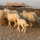 غنم حريات خالفات 14تحتها14