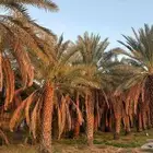 متوفر نخل صقعي طيب جدا  ونضيف على الشرط