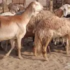 غنم سواكنية العدد 10 السوم وصل الف 550 من شايف وحايف