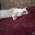 بس شيرازي للتبني