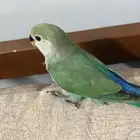 روز للبيع العمر من شهر ونص إلى شهرين الجنس غير معروف الموقع