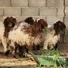 خرفان غنم نعيمي بلدي