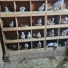 حمام تركي
