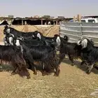 ماعز عوارض دفيع شرط