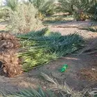 السلام عليكم ورحمه الله وبركاته عندنا جميع انواع النخيل