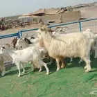 13 ماعز ب 580 ريال للراس البيع جمله وكاش