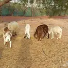 خمس سواكن في الخرج ( الحزم )