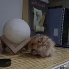 ھامستر للبيع اعلى سوم
