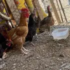 عرض مميز لمحبي الطيور - 8 دجاجات وديك بلدي كفو -