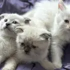 قطط للبيع العمر شهرين