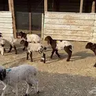 دواغير نعيم العدد 10