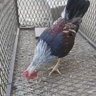 ديك عربي أصيل شوكي