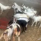 تيوس بلدي للبيع