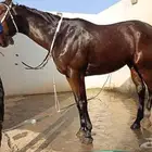 حصان قفز سليم شرط بي جوازو