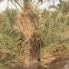 فروح نخل للبيع
