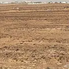 ارض للايجا 10 الاف متر في الجله