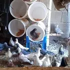 البيع حمام مشكل