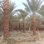 أشجار زيتون ونخل مثمرللبيع وأشجار بريه وتركيب الشبوك