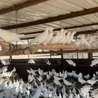 حمام فرنسي سوبر جامبو