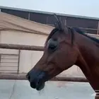 فرس واهو مستورده