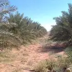 متواجد 160خلاص علا متر ونص