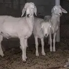 طليان العدد 3